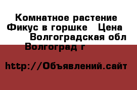 Комнатное растение Фикус в горшке › Цена ­ 450 - Волгоградская обл., Волгоград г.  »    